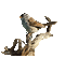 bird_oiseaux-gif_brown_//Blue DREAM 70 - Kostenlose animierte GIFs Animiertes GIF