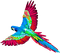 Parrot.Rainbow - kostenlos png Animiertes GIF