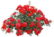 Flowers.Fleurs.garden.Red.Victoriabea - gratis png geanimeerde GIF