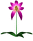 orquideas3 - Darmowy animowany GIF animowany gif