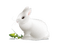 Kaz_Creations Animals Rabbit Hare - δωρεάν png κινούμενο GIF