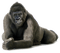 King Kong bp - ingyenes png animált GIF