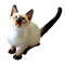 Cat Teeh - GIF animé gratuit