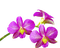 FLOWER - kostenlos png Animiertes GIF