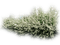 arbuste blanc - PNG gratuit GIF animé