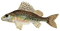 poisson - Free PNG Animated GIF