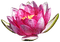 fleur - gratis png geanimeerde GIF