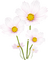 fleur blanche.Cheyenne63 - бесплатно png анимированный гифка