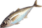 Kaz_Creations Fish - nemokama png animuotas GIF
