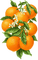 orange by nataliplus