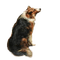 perro transparente dubravka4 - Free PNG Animated GIF