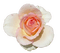 Rose - PNG gratuit GIF animé