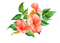 orange spring flowers deco - PNG gratuit GIF animé