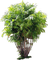 plants katrin - zadarmo png animovaný GIF