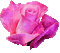 Roses roses, animation gif Pelageya