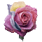monivärinen ruusu - Gratis animerad GIF animerad GIF