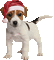 christmas noel dog chien - GIF animé gratuit GIF animé