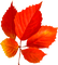 Leaf.Orange.Red.Yellow - PNG gratuit GIF animé
