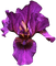 orchids  purple bp - gratis png geanimeerde GIF