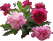 Blumen, Flowers, Pfingstrosen - Gratis animeret GIF animeret GIF