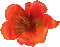 flower - Darmowy animowany GIF animowany gif