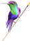 Птица - 免费PNG 动画 GIF