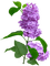 lilac - Free PNG Animated GIF