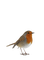 Vogel, Rotkelchen, Bird, Robin - PNG gratuit GIF animé