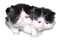 nbl-cat - 免费PNG 动画 GIF