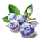 blueberries Bb2 - png gratis GIF animado