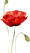 Цветок - PNG gratuit GIF animé