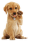 PERRO - 免费PNG 动画 GIF