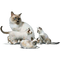 Katzen - besplatni png animirani GIF