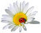 Цветок; декор - png gratis GIF animado