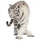 white tiger bp - GIF animé gratuit GIF animé