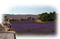 loly33 paysage lavande - kostenlos png Animiertes GIF