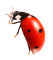 Kaz_Creations Ladybug Spring - Free PNG Animated GIF