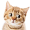 Cat - 無料のアニメーション GIF アニメーションGIF