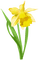 Flowers yellow bp - gratis png animeret GIF