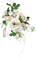 Fleurs blanches.Bouquet.Bride.Victoriabea - PNG gratuit GIF animé