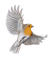 bird - бесплатно png анимированный гифка
