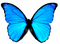 Kaz_Creations Deco Butterflies Butterfly Colours - png grátis Gif Animado