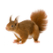 kikkapink deco scrap squirrel - png gratuito GIF animata