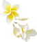 fleur jaune.Cheyenne63 - gratis png geanimeerde GIF