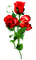 Roses.Red - δωρεάν png κινούμενο GIF