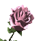 Pink Rose - Free animated GIF Animated GIF