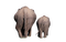 Elefanten - gratis png geanimeerde GIF