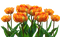 kukka  flower fleur - darmowe png animowany gif