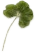 clover детелинка 4 - Бесплатный анимированный гифка