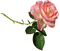 ruusu, fleur, flower - png gratuito GIF animata